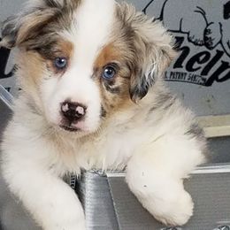 Miniature Australian Shepherds and Toy Australian Shepherds from Triple Ten Aussies