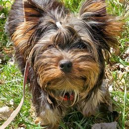 Yorkshire Terriers from Yampa Valley Yorkies