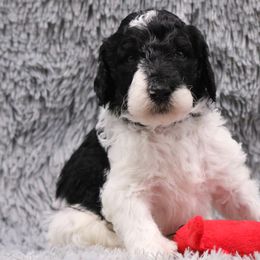 Poodle Puppies from Absolutely Pampered Poodles