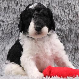 Poodle Puppies from Absolutely Pampered Poodles
