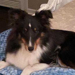 Star - Shetland Sheepdog