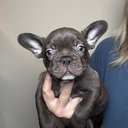 Copper - Brindle male French Bulldog puppy in Cleveland, Tennessee from Grammer's Southern Breeding