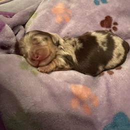 Chocolate Cream Dapple Boy 2 - Dapple male Dachshund puppy in Madison, Indiana from Jensen Dobermans and Dachshunds