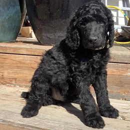 Poodle Puppies from Casey's AKC Standard Poodles