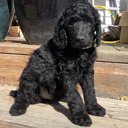 Poodle Puppies from Casey's AKC Standard Poodles