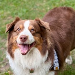 Mav - Australian Shepherd