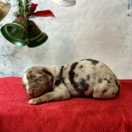 Titan - Red merle male Australian Shepherd puppy in West Union, Iowa from Boundless Hearts Australian Shepherds LLC
