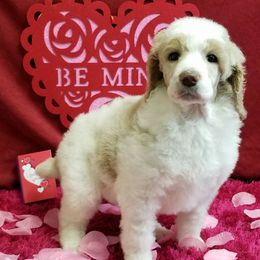 Poodles from Heavenly Standards Poodles