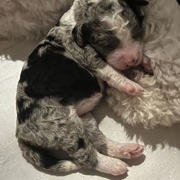 Bernedoodle Puppies from Lovey Dovey Bernedoodles