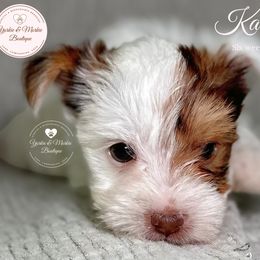 Morkie, Shorkie, and Yorkshire Terrier Puppies from Yorkie and Morkie Boutique