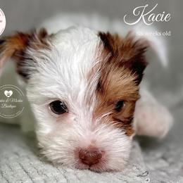 Morkie, Shorkie, and Yorkshire Terrier Puppies from Yorkie and Morkie Boutique