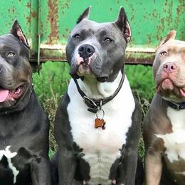 American Bullies from NBTB Minnesota