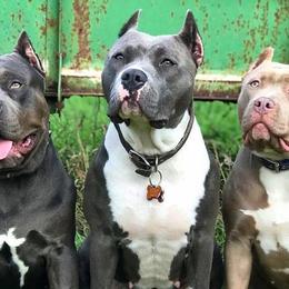American Bullies from NBTB Minnesota