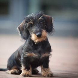 Boxer and Dachshund All Grown Up from Bella Familia Puppies