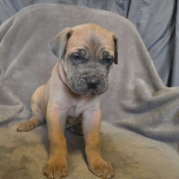Cane Corso Puppies from Stone Cane Corso