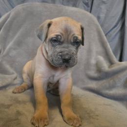 Cane Corso Puppies from Stone Cane Corso