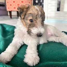 Wire Fox Terrier Puppies from Rick Cavanaugh
