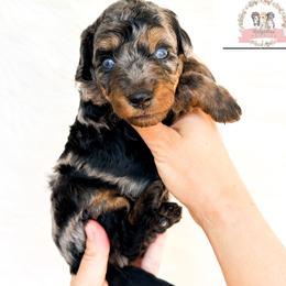 Wednesday Addams - female Australian Mountain Doodle puppy in Corydon, Indiana from Ridgeline Doodles