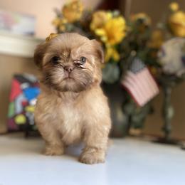 Girl 1 - Gold female Shih Tzu puppy in Troy, Michigan from "Shihtzu Best Friend"