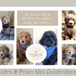 Goldendoodle and Poodle Puppies from Winchester Hills Poodles and Doodles