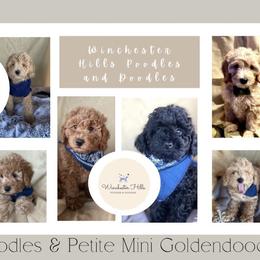 Goldendoodle and Poodle Puppies from Winchester Hills Poodles and Doodles