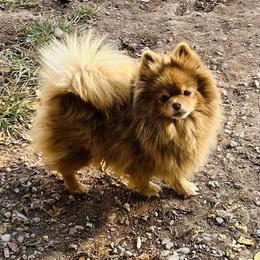 Kiwi - Pomeranian