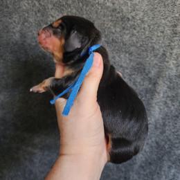 Blue collar - Black tan and white male Basset Hound puppy in Alton, Illinois from Show Me Great Danes and Basset Hounds