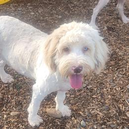 PJ - Aussiedoodle