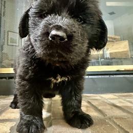 Red Boy - Black male Newfoundland puppy in Seffner, Florida from Tampa Bay Farm