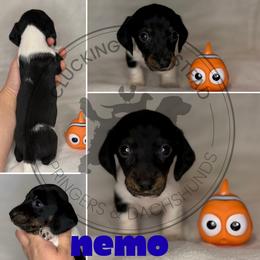 Nemo - Piebald male Dachshund puppy in Fond Du Lac, Wisconsin from Clucking Homestead Springers & Dachshunds