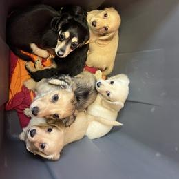 Dachshund Puppies from Appalachian Dachshunds