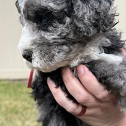 Bernedoodle, Cavalier King Charles Spaniel, and Poodle Puppies from Ellas.Pups (Bernedoodles & Cavapoos)