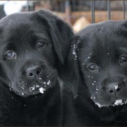 Labrador Retrievers from Triwater