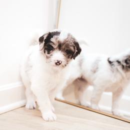Esme - female Newfypoo puppy in Marshallville, Ohio from Windy Hill Dogs