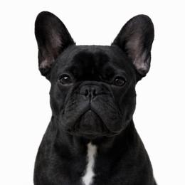 Cici - French Bulldog
