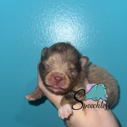 Mirabel - Chocolate merle female Pomeranian puppy in Perry County, Ohio from Speechless Pom’s