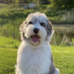 Goldendoodles and Sheepadoodles from Northwood Doodles