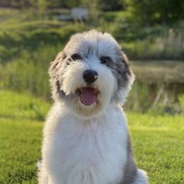 Goldendoodles and Sheepadoodles from Northwood Doodles