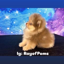 Baba - Chocolate merle male Pomeranian puppy in Antioch, California from Ray of Poms