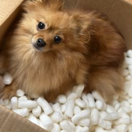 Stevie - Pomeranian