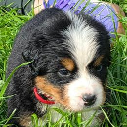 Red - Black rust and white male Bernese Mountain Dog puppy in Auburn, Washington from MSM Bernese Mountain Dogs