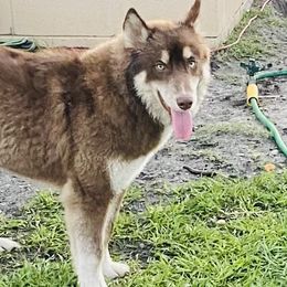 Luna - Siberian Husky