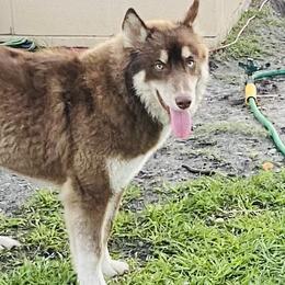 Luna - Siberian Husky