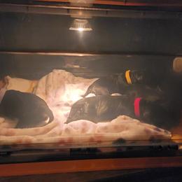 Giant Schnauzer Puppies from House of Roth Giant Schnauzers