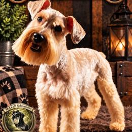 Bruno - Miniature Schnauzer