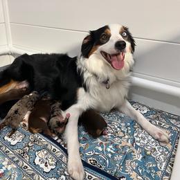 Tinker - Australian Shepherd