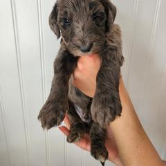 Double Doodle Puppies from Ramazzini Doodles