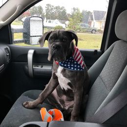 Cane Corso Puppies from Relic Cane Corso