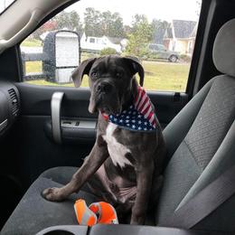 Cane Corso Puppies from Relic Cane Corso
