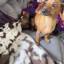 Luna - Dachshund